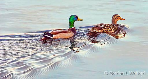Mr & Mrs Mallard_DSCF19872.jpg - Mallard Ducks (Anas platyrhynchos) photographed along the Rideau Canal Waterway at Kilmarnock, Ontario, Canada.